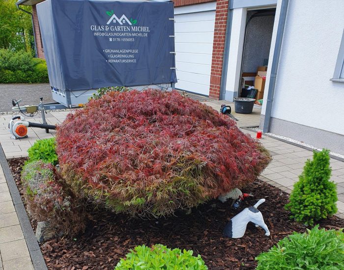 Obstbaumschnitt-Baumrückschnitt-Duisburg