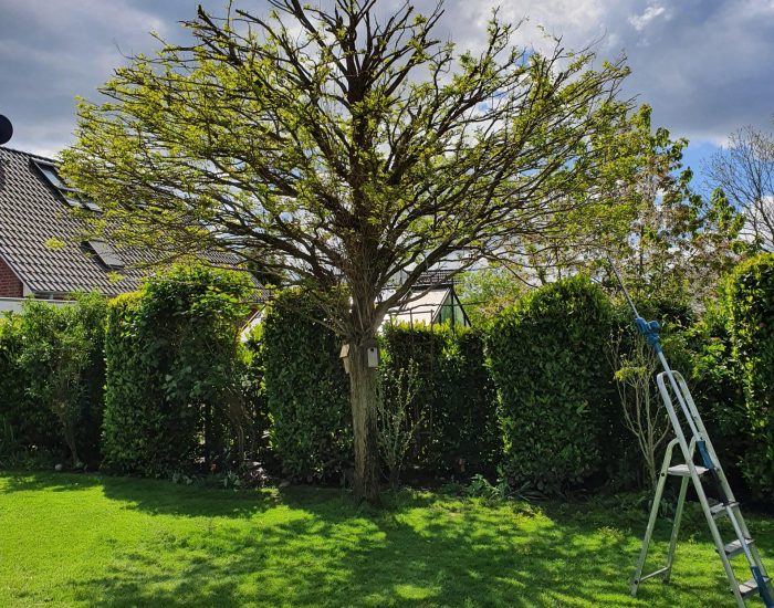 Baumrückschnitt-Duisburg-professionell Gartenarbeiten in Duisburg-Friemersheim – Glas & Garten Michel im Einsatz