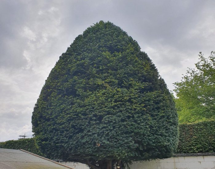 Strauchschnitt in Kegelform Komplette Pflege von Pflanzflächen – Unkrautentfernung, Mulch, Schnitt