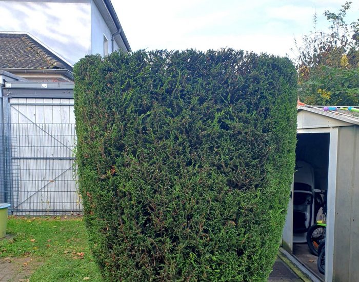 Frühjahrsputz-Gartenpflege-Grünanlagenpflege Dekorativer Strauchschnitt / Heckenschnitt in Friemersheim