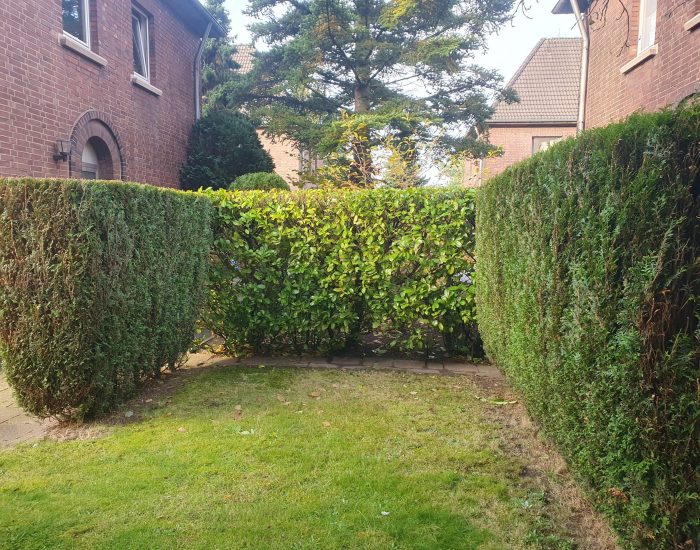 Heckenschnitt-Duisburg-professionell